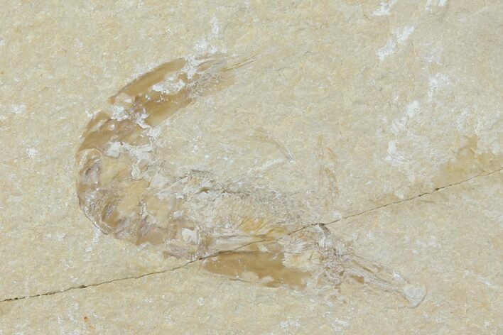 Cretaceous Fossil Shrimp - Lebanon #123921